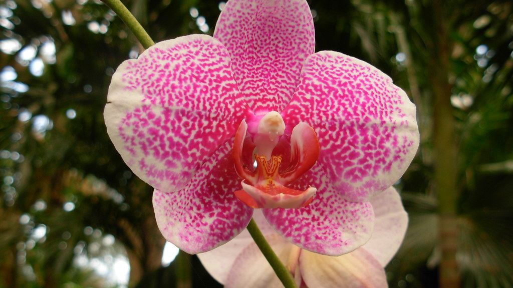 Cómo cuidar una orquídea y hacer que vuelva a florecer