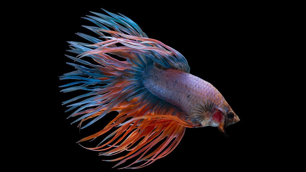 Cómo cuidar un pez betta: acuario, agua y comida