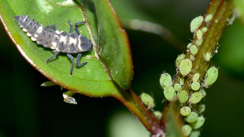 Cómo eliminar el pulgón de las plantas de forma ecológica