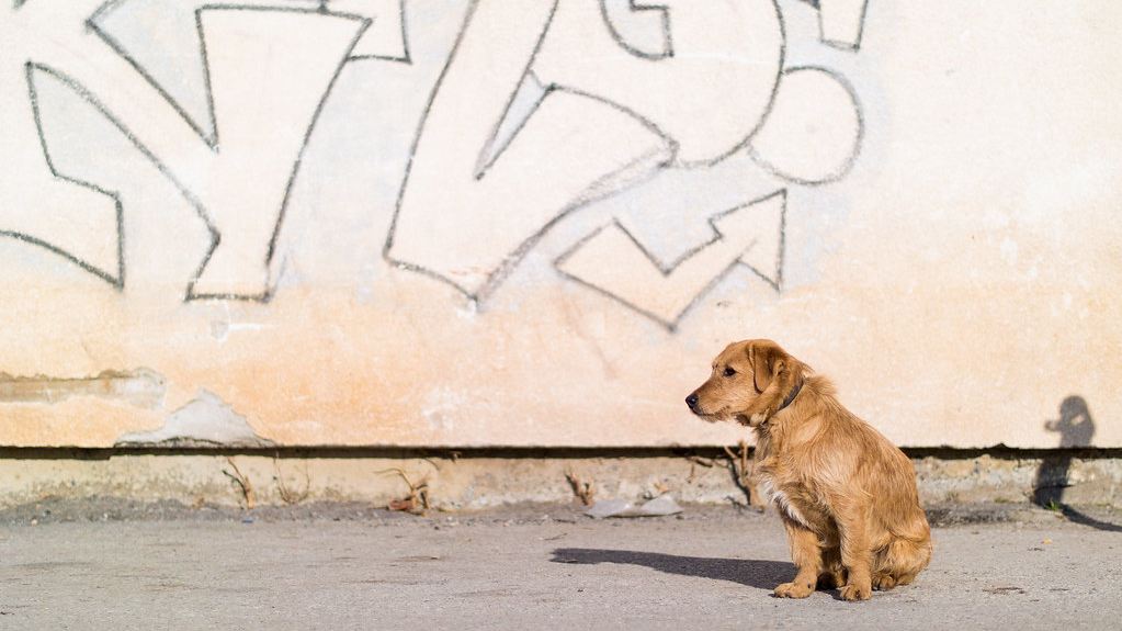 Cómo enseñar a un perro a sentarse en 5 pasos