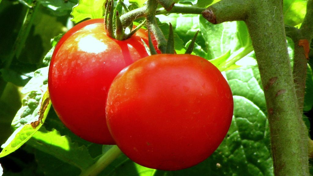 Cómo plantar tomates en maceta (en el balcón o la terraza)